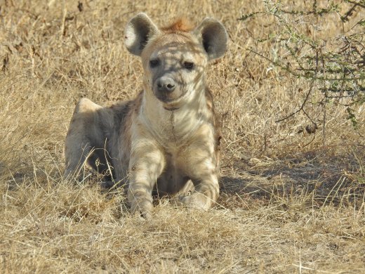 Lone Hyena