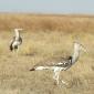 Kori Bustard Pair