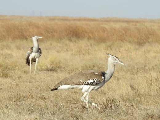 Kori Bustard Pair