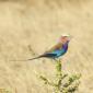 Lilac-breasted Roller