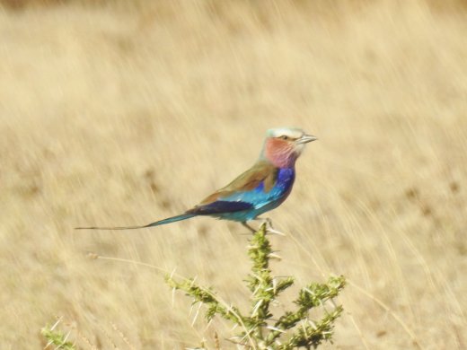 Lilac-breasted Roller
