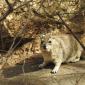  Rock Hyrax