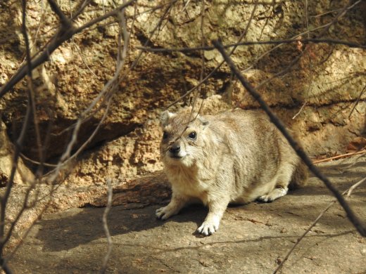  Rock Hyrax