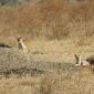 Black-backed Jackal Pups