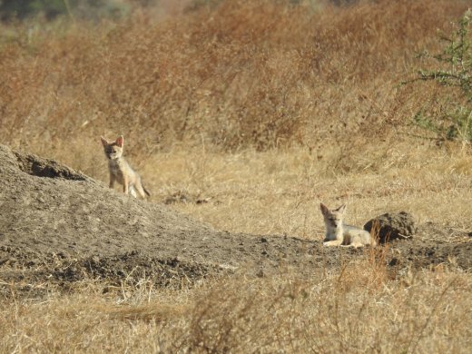 Black-backed Jackal Pups