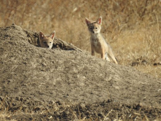 Black-backed Jackal Pups