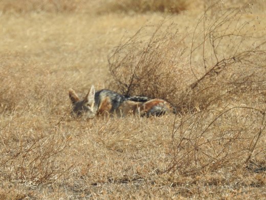 Black-backed Jackal