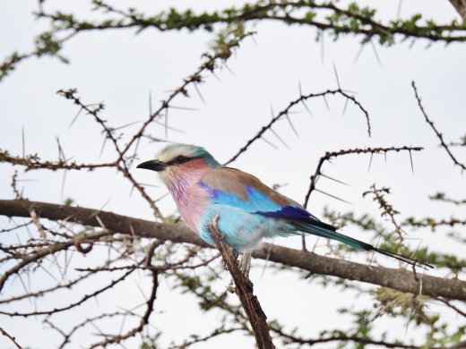 Lilac-breasted Roller