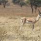 Grant's Gazelle