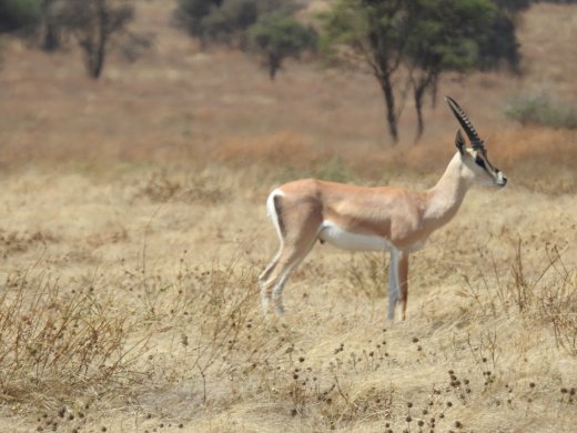 Grant's Gazelle
