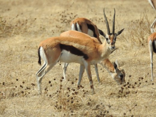 Thompson's Gazelle
