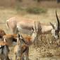 Mixed Group of Gazelle