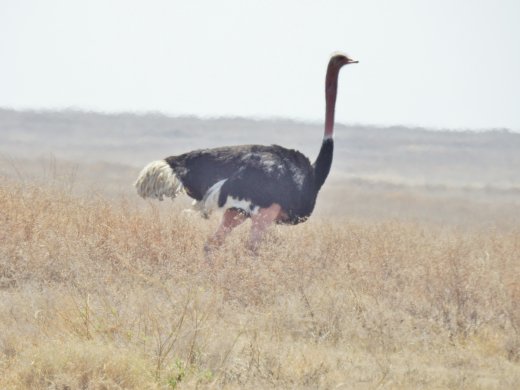 Ostrich