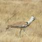 Kori Bustard