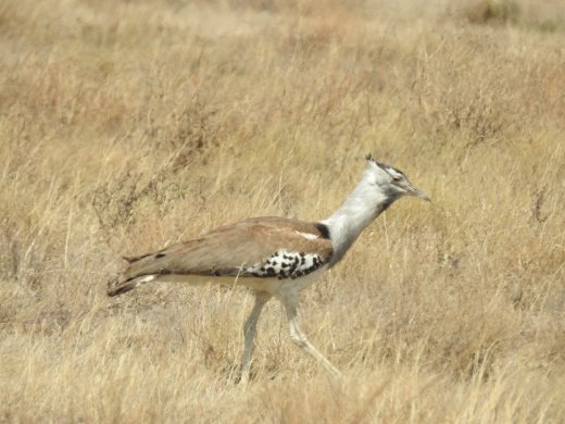 Kori Bustard