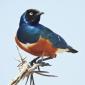 Superb Starling