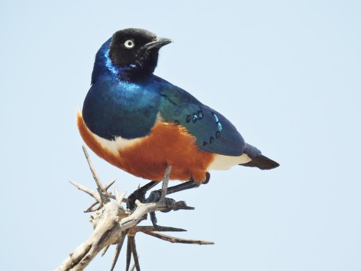 Superb Starling