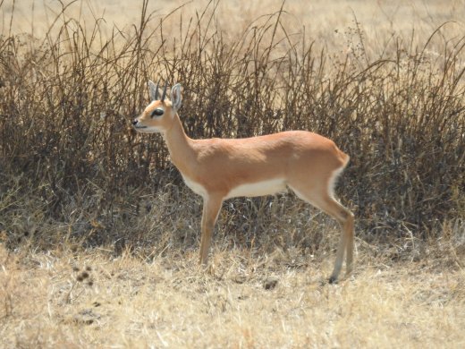 Steenbok