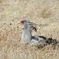 Secretary Bird