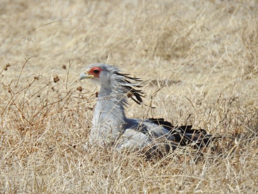 Secretary Bird