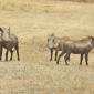 Warthogs