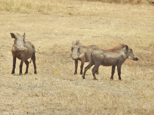 Warthogs