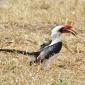 Von der Deckens Hornbill