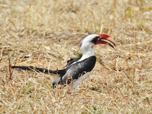 Von der Deckens Hornbill
