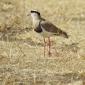 Crowned Lapwing