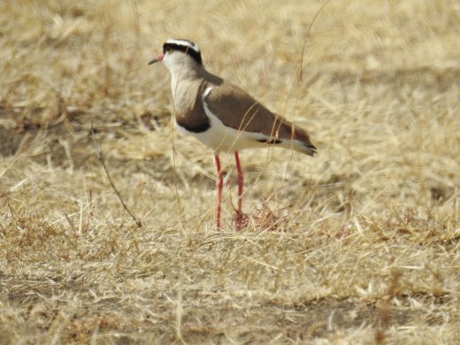 Crowned Lapwing