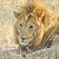 Male Lion