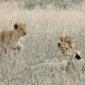 Lion Cubs