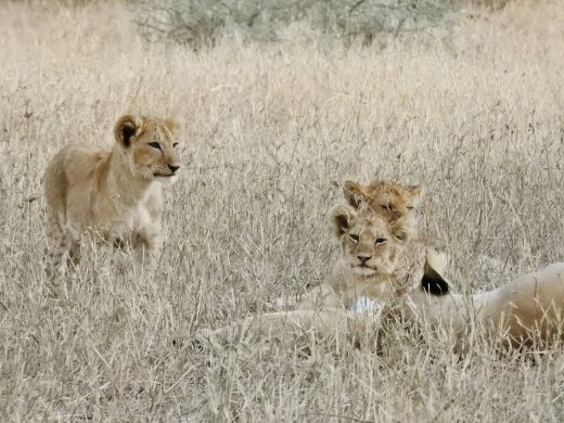 Lion Cubs