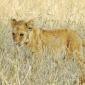 Lion Cub