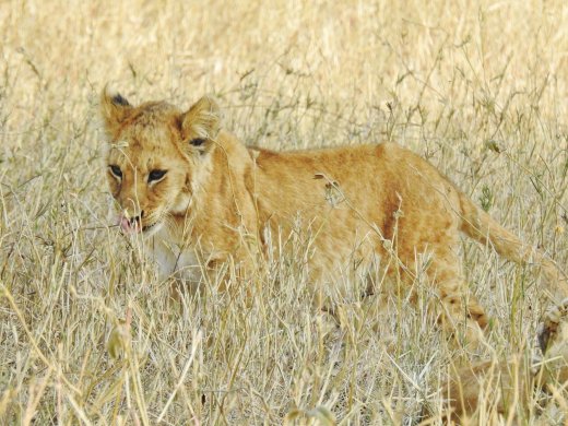Lion Cub