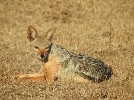Black-backed Jackal