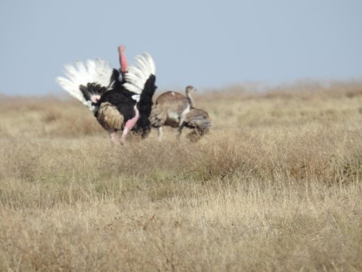 Ostrich Mating Dance