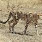 Cheetah
