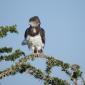 Black-chested Snake Eagle
