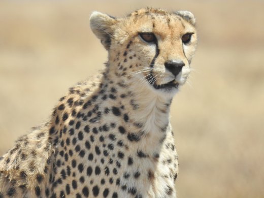 Cheetah