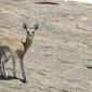 Klipspringer
