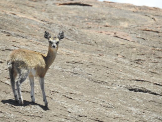 Klipspringer
