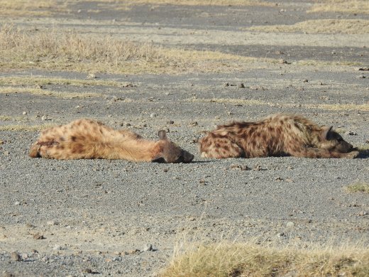 Two Hyena