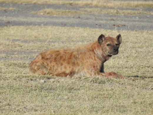 Two Hyena