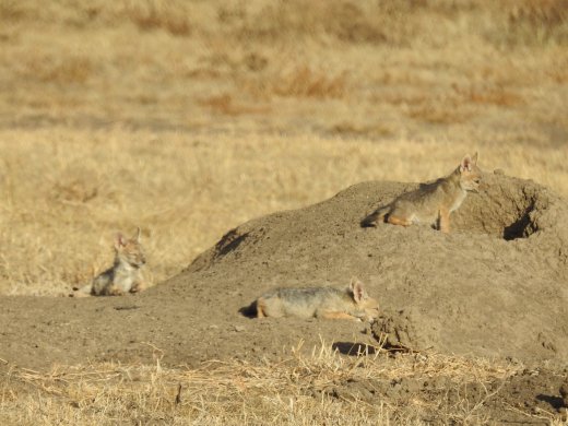 Black-backed Jackal Pups