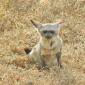 Bat-eared Fox