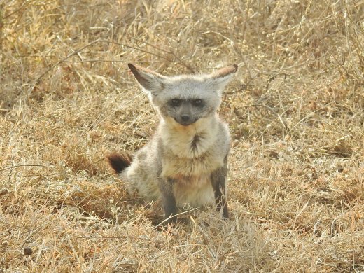 Bat-eared Fox