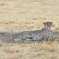 Cheetah