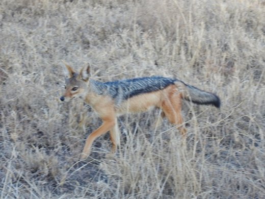 Black-backed Jackal