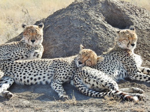 Cheetah Brothers